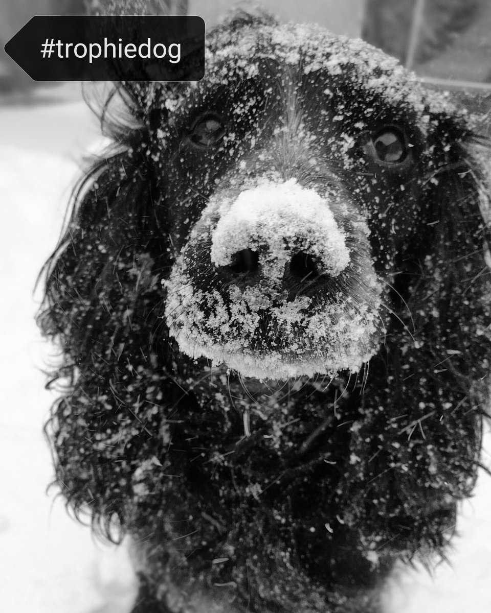 TrophyPet's tweet photo. Trophy photo comp #TrophyDog #TrophyCat winners! Congratulations!
1st Obi, 2nd Honey, 3rd Orzo
Obi's Trophy food is delivered by Sharon from Trophy Wirral
Honey's Trophy food is delivered by Matt from Trophy Torbay
Orzo's Trophy food is delivered by Tina from Trophy East Kent https://t.co/PKmPCboLsf