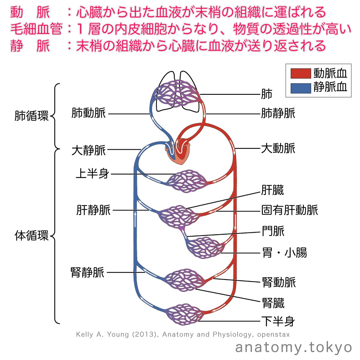 Twitter 上的 かずひろ先生 なるほど解剖学 心臓から送り出された血液をからだの組織に向かって運ぶ血管を という 解答 動脈 心臓から送り出された血液をからだの組織に向かって運ぶ血管を動脈といいます 解剖学 循環器系 血管系 循環の概要 体循環