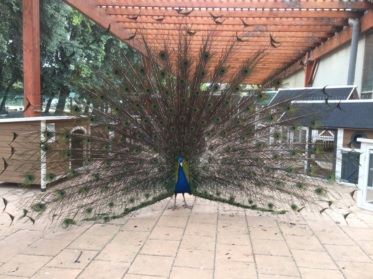 Merida_Flo's tweet photo. Il est trop beau notre « Léon » 😍, une vraie star ⭐️, la mascotte de notre magasin Botanic Avignon 😊#paon  #mascotte #star #leon https://t.co/0GpkysNitX