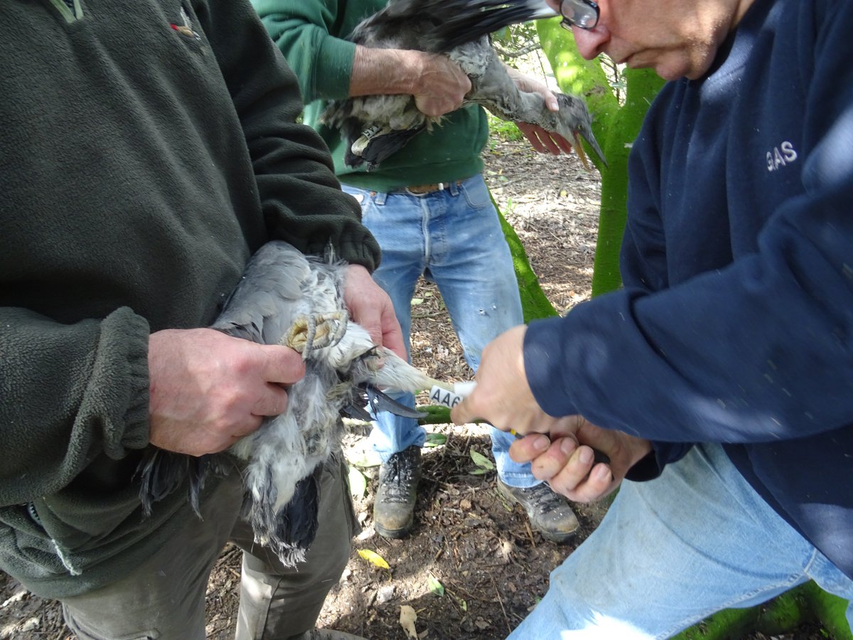 12 Grey Herons kicked off our colour ringing project at Netherhall on Saturday. Thanks to the team for a slick operation in good weather.