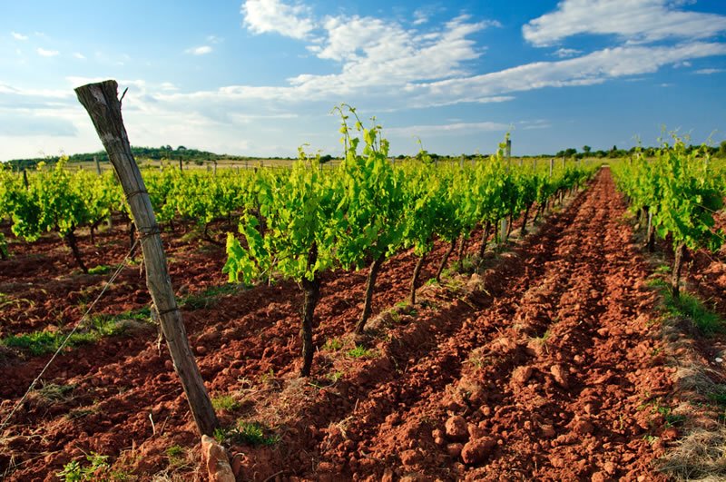 spandan_india's tweet photo. #Use of Groundnut helps to increase cropping intensity in lateritic soils @mssrf @LANSAresearch @IFPRISAO @RadhamohanBJP @TataCornell https://t.co/mpgnkaRXgV https://t.co/vgys6hBYUY