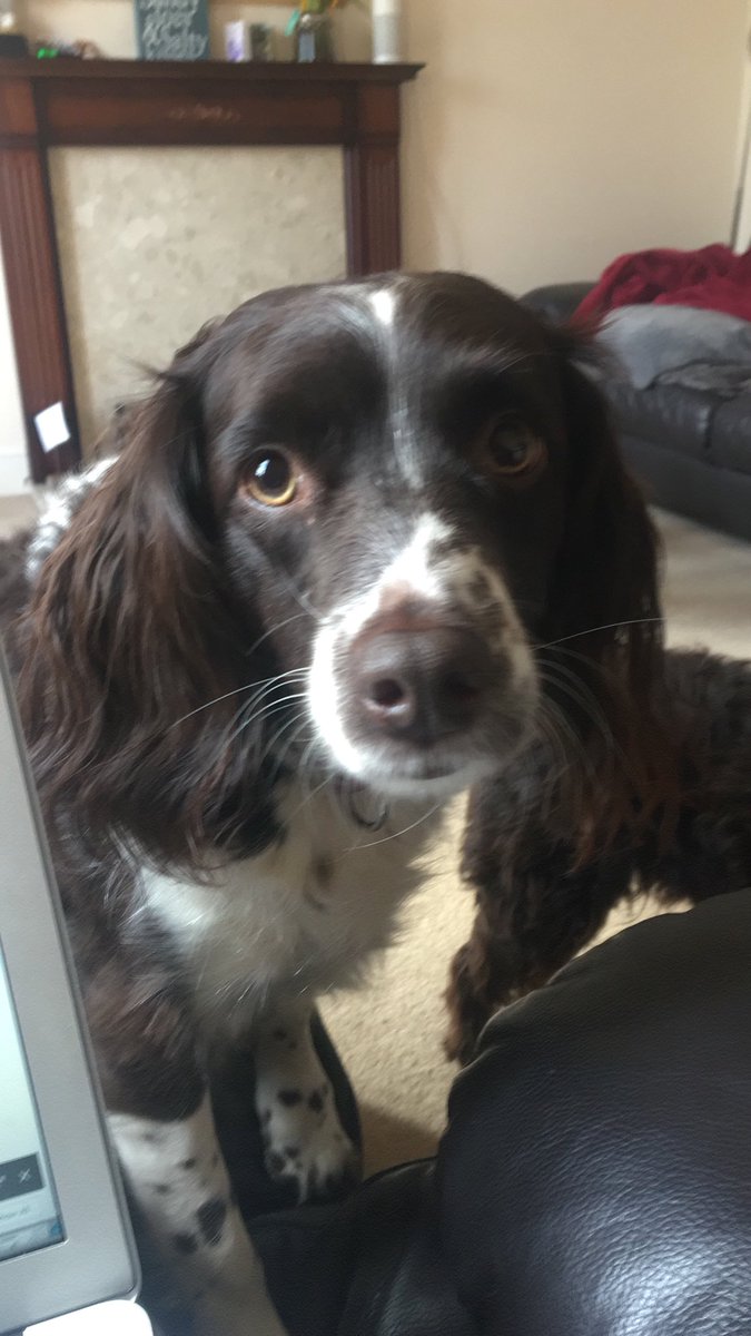 Consume Digital tweet media