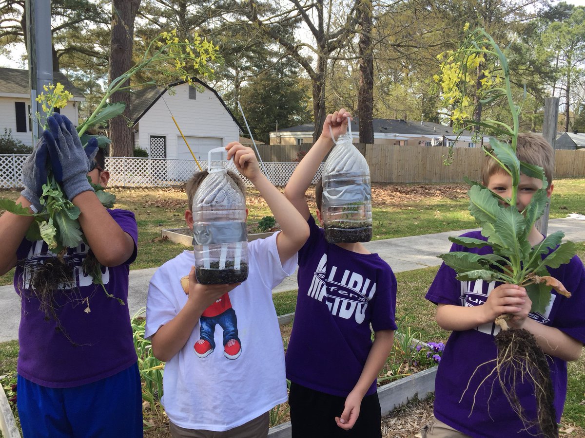 CorinneCornwell's tweet photo. #MalibuAmazing ecology club preparing gardens for pollinators, veggies, and more! Seedlings from Mini winter greenhouses ready for planting Thanks to lessons learned@NorfolkBotanic @MalibuESVB @marietculver @VBCPSsurfer @MBH_Lead2Learn @justinerhea13 https://t.co/E5o3CeDxYR