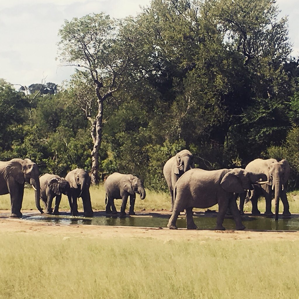 LCACheer16's tweet photo. What an amazing experience I had in South Africa I got to go on my very first African safari which was so cool I won’t forget this trip I love this nation with all of my heart and I don’t want to leave South Africa🇿🇦❤️❤️ https://t.co/S3A99Bf5xB