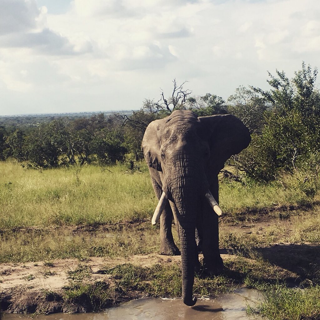 LCACheer16's tweet photo. What an amazing experience I had in South Africa I got to go on my very first African safari which was so cool I won’t forget this trip I love this nation with all of my heart and I don’t want to leave South Africa🇿🇦❤️❤️ https://t.co/S3A99Bf5xB
