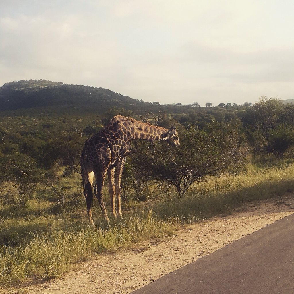 LCACheer16's tweet photo. What an amazing experience I had in South Africa I got to go on my very first African safari which was so cool I won’t forget this trip I love this nation with all of my heart and I don’t want to leave South Africa🇿🇦❤️❤️ https://t.co/S3A99Bf5xB