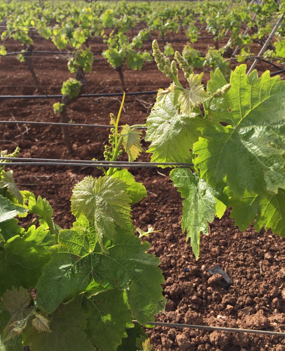 CuratoloArini's tweet photo. While everyone’s at #Vinitaly2018 Tasting our #Grillo2017 our future #Grillo2018 keeps growing #curatoloarini https://t.co/vGFak99qPX