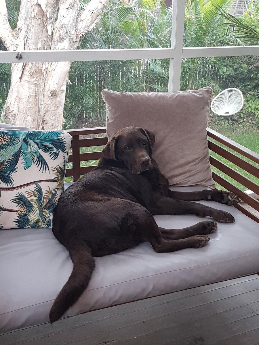 lifeguardhoppo's tweet image. Lazy weekend for Kobi at the beach house. #ChocolateLabrador #RelaxingDogs
#beach #house #forster