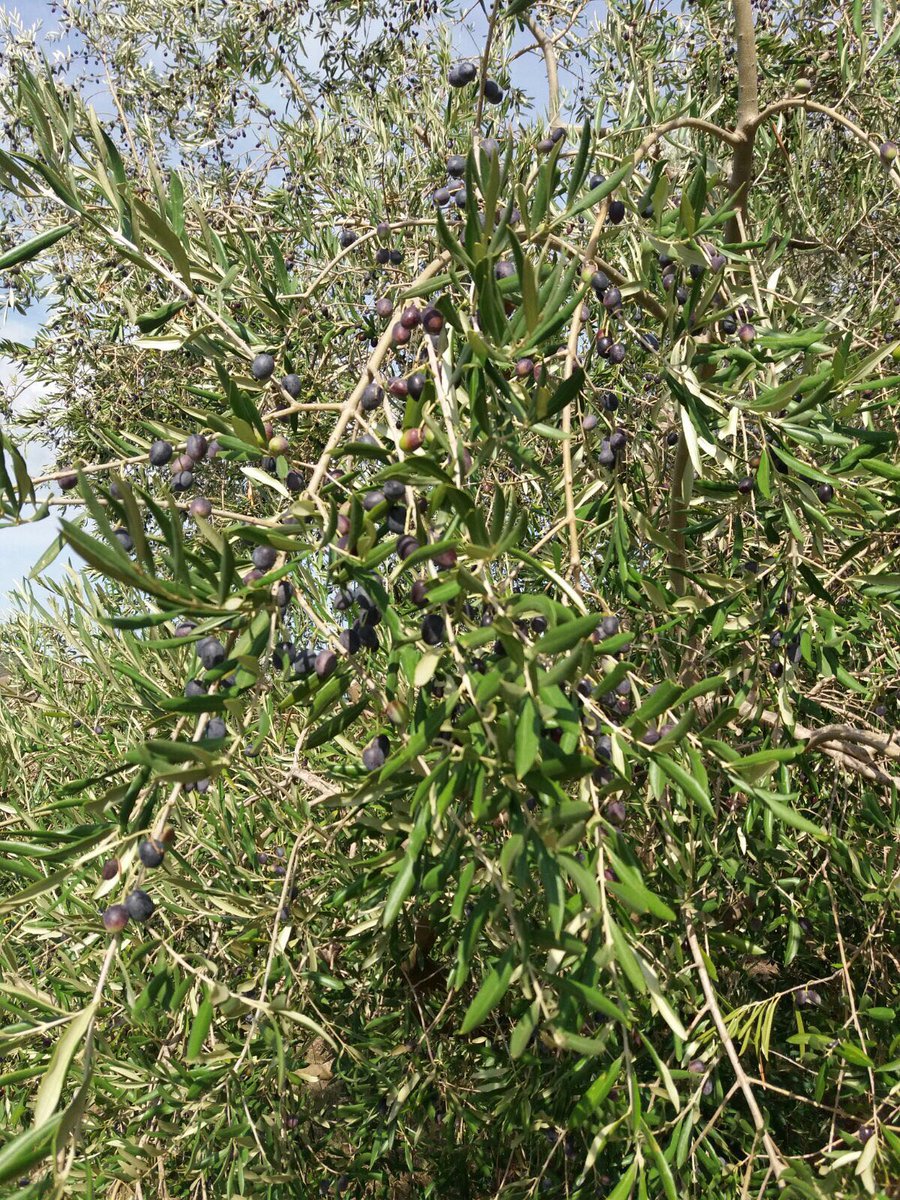L'#olio protagonista indiscusso a #Brisghella: il 29 #aprile e il #PrimoMaggio con la #bruschetta per esaltare il pregiato #Extravergine d'Oliva #Dop. La scena è condivisa con le "primizie di primavera" fra #verdure e #legumi che portano #sapore e #salute alle nostre tavole