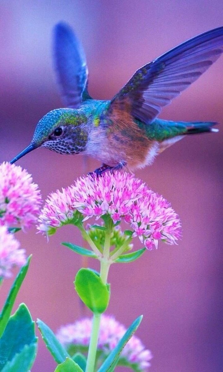 _Fiel_Seguidor's tweet photo. @MSpadine @Mted21 @khanhakim_k @SimplesmenteSyl @CaipiraRanchao @EliLeonarda @zahoorahmed553 @cathhewat123 @fxVInyhBeX1sFe0 @Marisol2224 @BrettCateley @ThShaher @shinunao2 @medo7093 @VictoriaD6363 @PattiBrookd @dilruba_lees @MdHaseemAli3 @isamuuran1316 @angelicagallegs @jaimemiserachi @mirtaimperatori @andreasleu1 @aLAURA2019 @mvf7186 @LudMarx1 @Sylpete @TaposKumarBasu @KAZIM_NQ @DeFaukatrua @ranasilvia63 @WALLI27 @IsabelPerez1232 @jet_new @RolyTfb @Josgmelo @RosanaFava @ivymarina1 @Lady20182018 @Chandra1Vinod @Silau25 @thaar @Abrazos4u @jlactar @LiliBodo @CristinPereyra @2020sahara @NilcinhaLee @silviasebille #TFBID #TMPLUZ #TMPETAL #TeamSil #TM1SF #STLove #Socialfave #HeroicSocial #SocialMedia #SocialGood #Twitter #TuitUtil #TweetLike #TweepsMap #TuitUtil #F4F2F #RT2GAIN #VIPFOLLOW https://t.co/0VQVHx5XDH