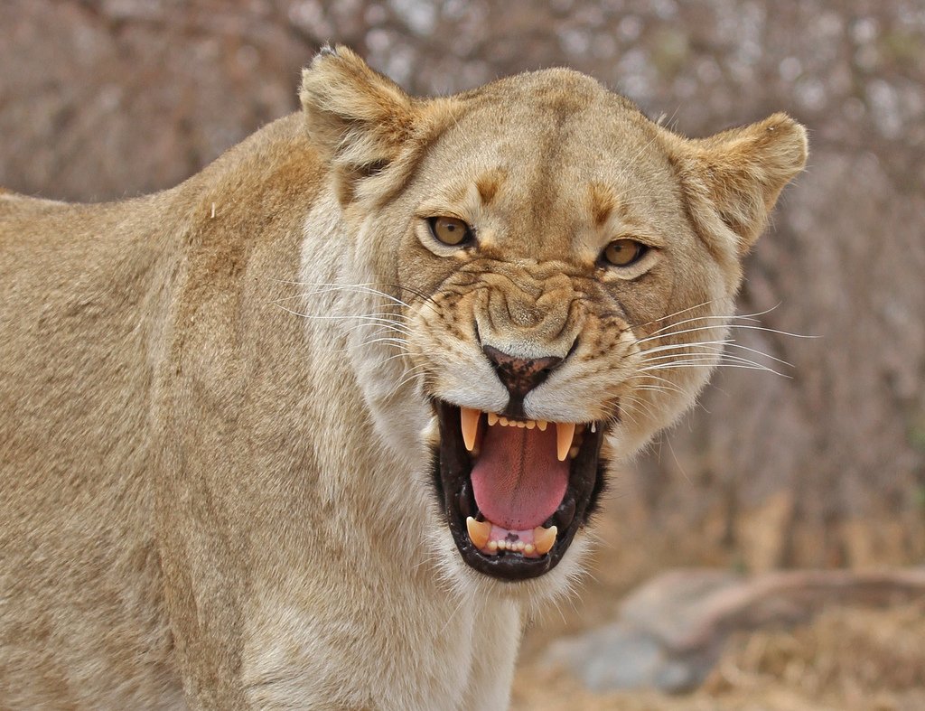 On the road this afternoon - <a href="/HowardGirlsLaX/">Howard Girls Lax</a> travels to <a href="/SHSathletics2/">Southern Athletics</a> for a District V Match up with JV beginning at 4:00 and Varsity at 5:30. #lionsvdawgs #feartheroar