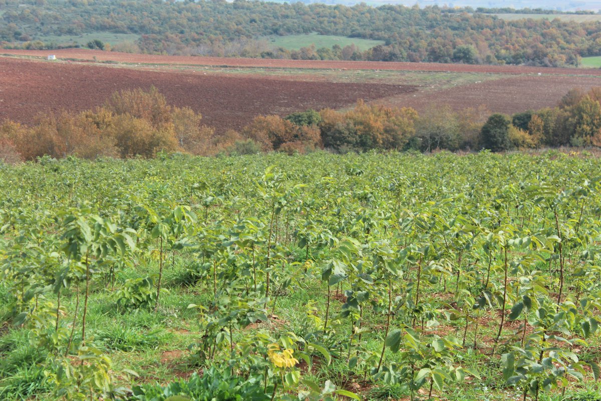 PromasterTarim's tweet image. Ceviz hem orta vadede hem de uzun vadede getirisi yüksek olan bir yatırım aracıdır. Kendi geleceğiniz, ailenizin geleceği için çok mantıklı ve sağlam bir gelir kaynağı olabilir. Yıllar geçtikçe bu yatırımınız kıymetlenir, hem ürün verimi artar, hem arazinizin değeri artar.