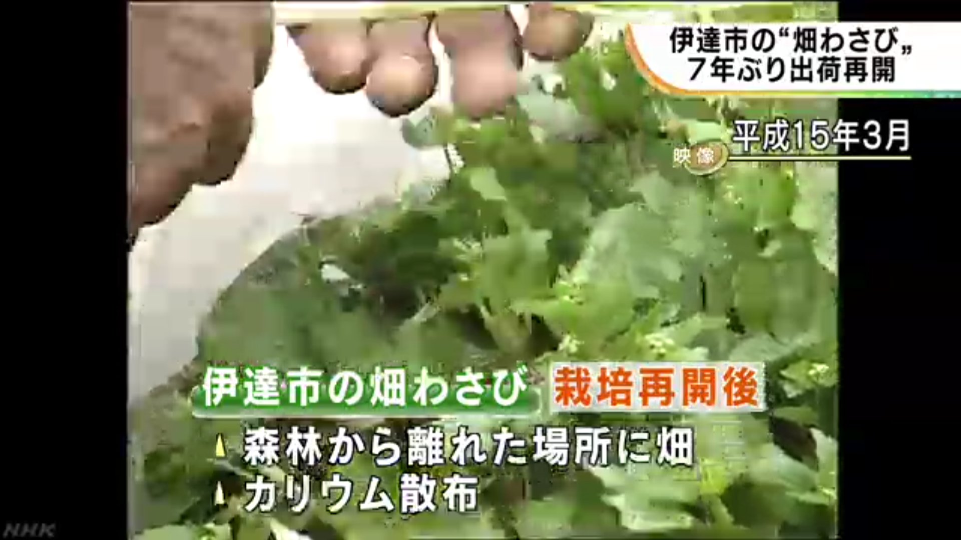 Ako 伊達 畑わさび 出荷再開 Nhk 福島県のニュース 伊達市の畑わさびは 花や茎 それに葉を食用にし わさび特有のさわやかな辛みとシャキシャキとした歯ごたえが特徴です 美味しいんですよ これ 出荷まで長かったなぁ T Co Acbtf4yoyp