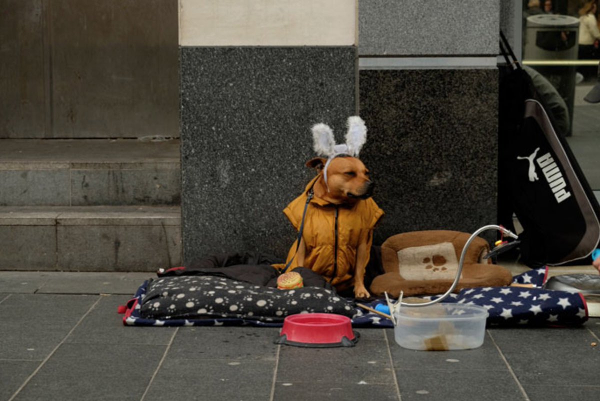 IndpndtLiv's tweet photo. Meet the Liverpool vets that go to the streets and look after homeless dogs https://t.co/2qAgH9p9A8 https://t.co/wy08Gw9Tqb