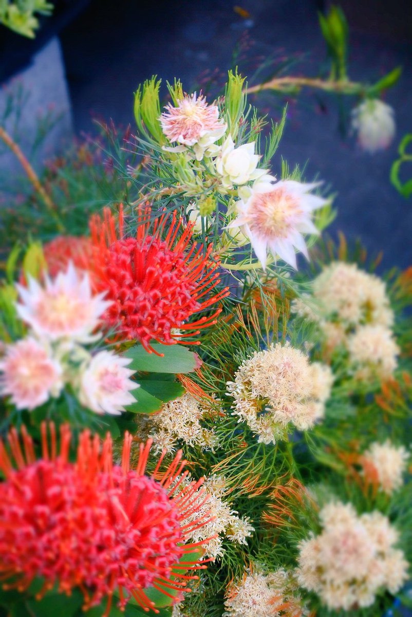フラワーウッド Sur Twitter オーストラリア原産 の花木 年々注目される オーストラリアプランツ が 今年はさらにhot キングプロティア セルリア リューコスペルマム リューカデンドロン 全て寒さや暑さにも強く 庭植え出来るので育てやすい 切り花 に