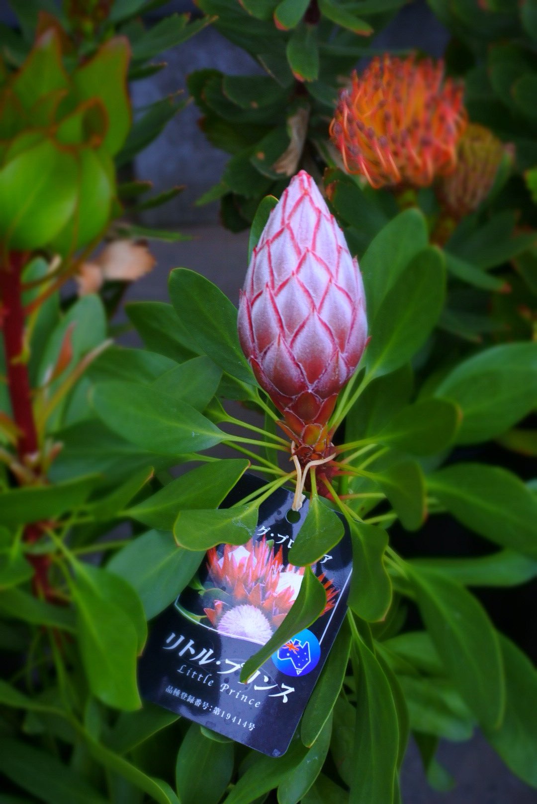 フラワーウッド Sur Twitter オーストラリア原産 の花木 年々注目される オーストラリアプランツ が 今年はさらにhot キングプロティア セルリア リューコスペルマム リューカデンドロン 全て寒さや暑さにも強く 庭植え出来るので育てやすい 切り花 に