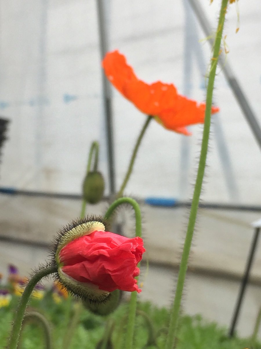 育苗センター アイスランドポピー です 同じケシ科の オリエンタルポピー 虞美人草 と ともに多年草になりますが 我が町 北海道 東神楽 では いつの間にか両方とも消えて行きますね 蕾の殻を破って花が咲くので 最盛期になると ハウスの中は この