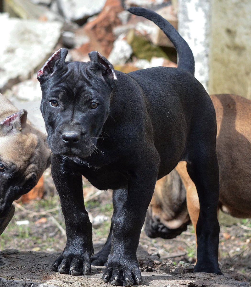 black dogo canario