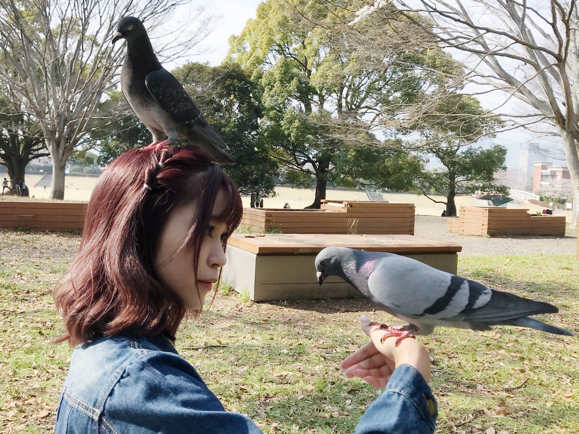 江﨑 葵 M Reettn ディズニーにおる鳩も鬼寄ってくる Twitter