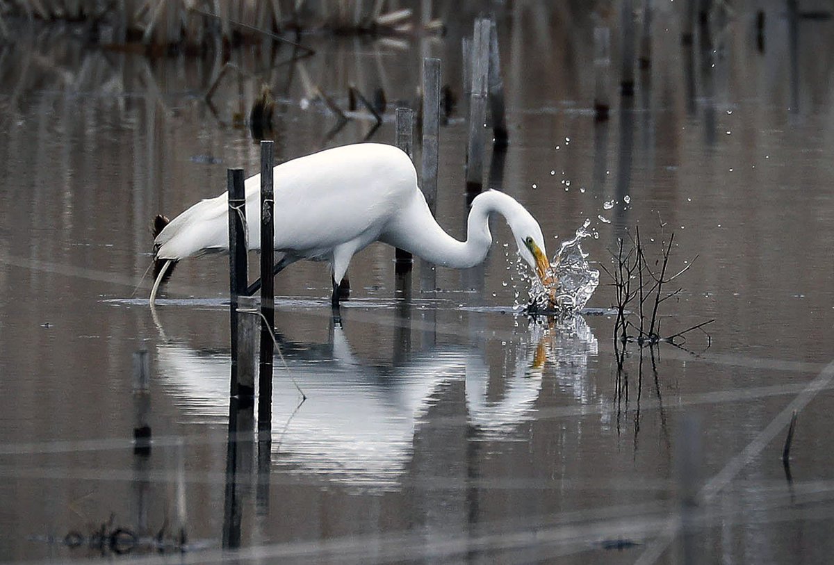 A great egret splashes around for food <a href="/tifftnature/">Tifft Nature Preserve</a> preserve in #BuffaloNY. #EveryDayAPhoto by <a href="/MQMulville/">Mark Mulville</a>  buffalonews.com/everydayaphoto