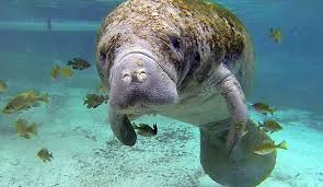 BiologistDan's tweet photo. DANGER! Congress is about to vote on legislation to strip and eliminate the Endangered Species Act and Marine Mammal Protection Act. Why? Oil and Mining. Save the #Manatee, #Whale, #Dolphin, #SeaOtter #SeaTurtle, and other animals. Sign Below
https://t.co/bJCmM704rf https://t.co/nwXLsIzIKS