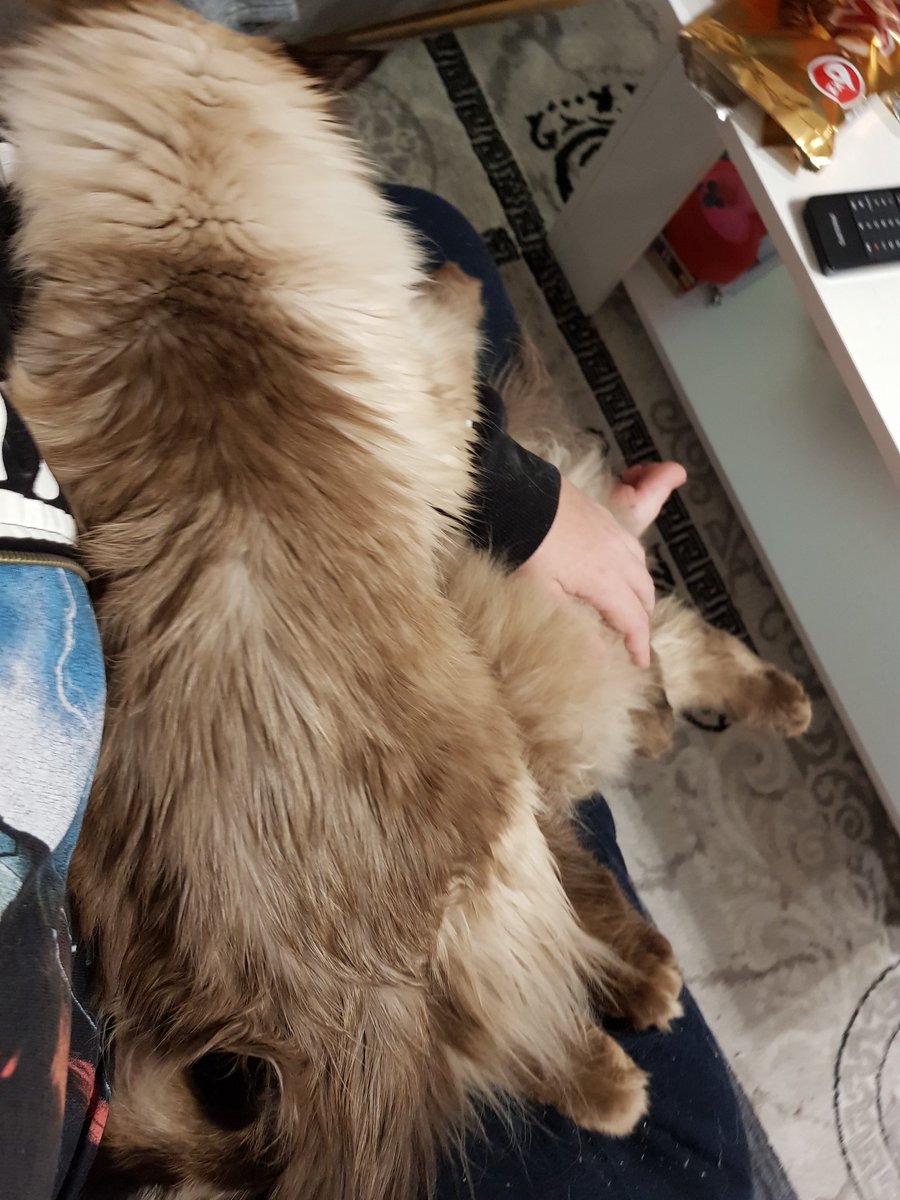 LannisterCats's tweet photo. How to Show (In a passiv agressiv way) that it's her time to sleep on mommys lap?
*lies on her Brothers head*
#cats #catcontant #ragdoll https://t.co/g2vf1tsgrc