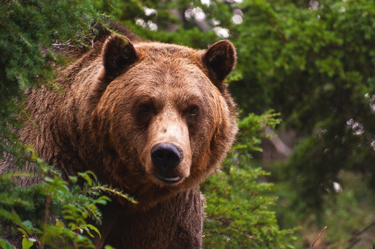 SubtleActivism's tweet photo. As we work together in demonstrations of subtle activism, we are not only aiming for peace within our human culture but also for the peace and preservation of our non-human family. #animals #nature #worldpeace #conservation #subtleactivism https://t.co/exoWITS2e8