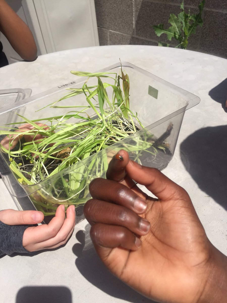 5th grade science in the courtyard! ❤️ those ladybugs! #coxcomets #lisdelemscience