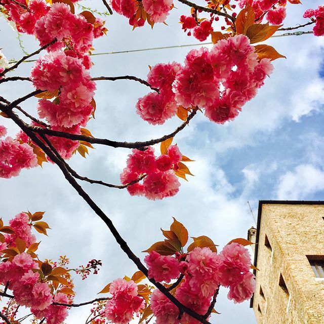 PalateXposure's tweet photo. Spring has sprung! ... #travel #travelphotography #travelling #travelblogger #travels #traveller #traveling #travelingtheworld #travellers #livewell #livelife #liveauthentic #photo #photography #photographer #photooftheday #photojournalism #photojournali… https://t.co/Nj2V7qygsH https://t.co/U3rQDuoFgM