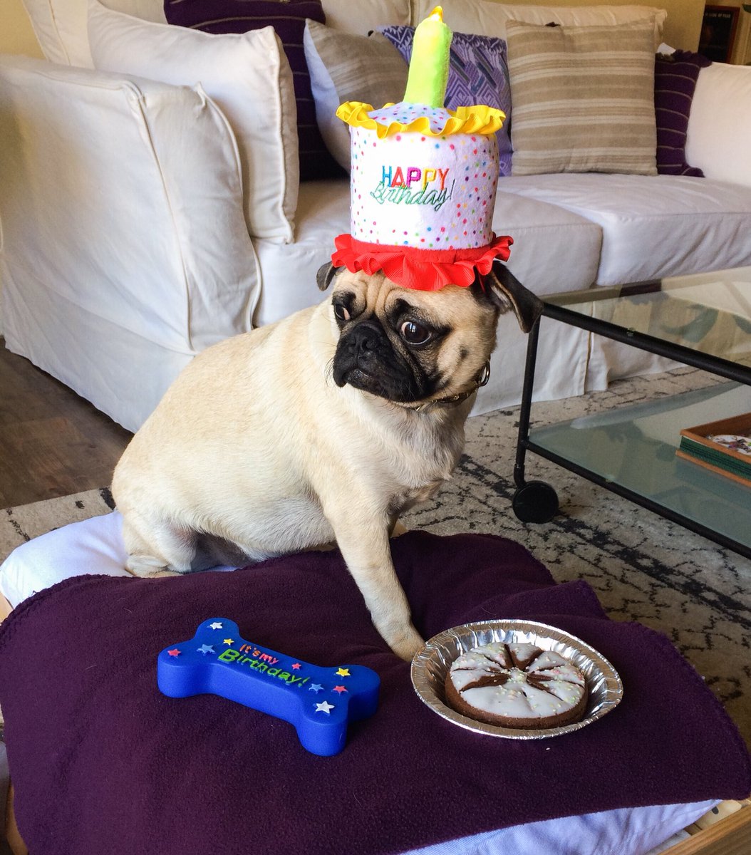 mateospug's tweet photo. Today is my 1st Birthday and itโs a festive occasion! ๐
#MateoThePug #MyFirstBirthday #1yearold #fawnpug #pug #pugs #pugspot #pugsworld #pugsofinstagram #puglife #pugpuppy #puglove #pugscute #cuteness #pugmania #puglover #pugsoftexas #pugsofaustin https://t.co/Z0sWpbOg27