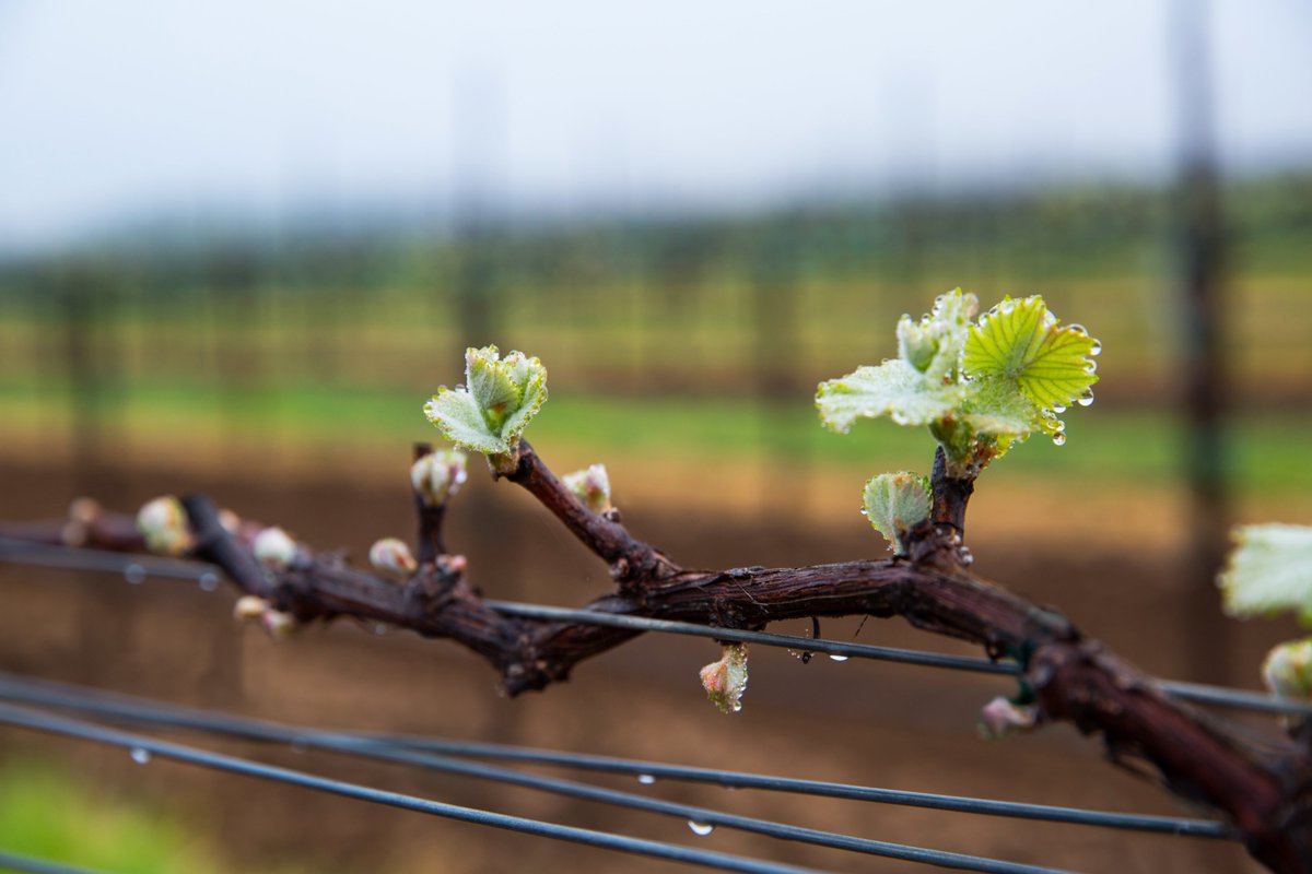 ScheidVineyards's tweet photo. April showers... https://t.co/yV9mYLq8Kx