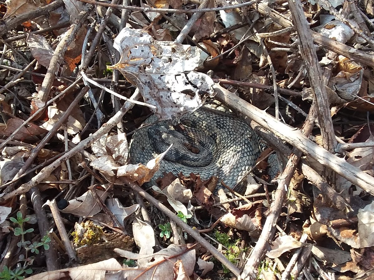 TimberTweets's tweet photo. Round two of #namethatsnake! Can you guess the name of this snake (individual, not species). Hint: she's one of our females #scicomm @Peterman_Lab @OSUEnvironment https://t.co/YPlo5AC14C