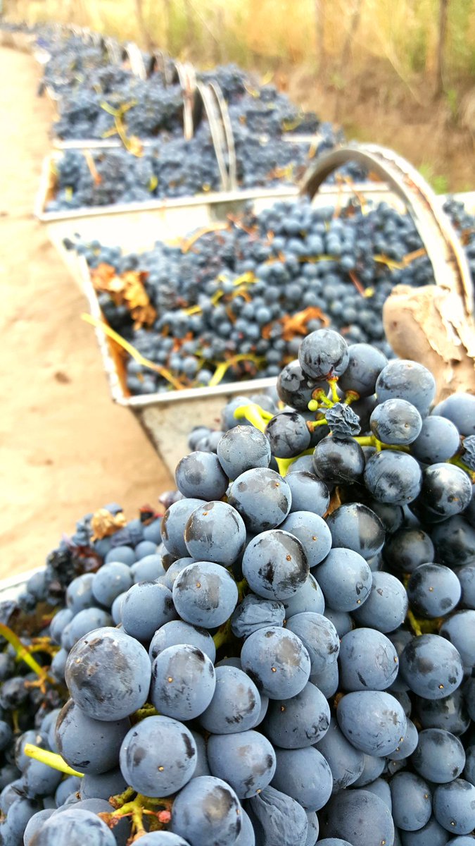 Ignacio Lopez tweet media