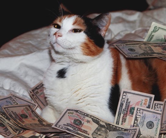 CatsAndMoney's tweet image. feels good waking up 2 money in the bank