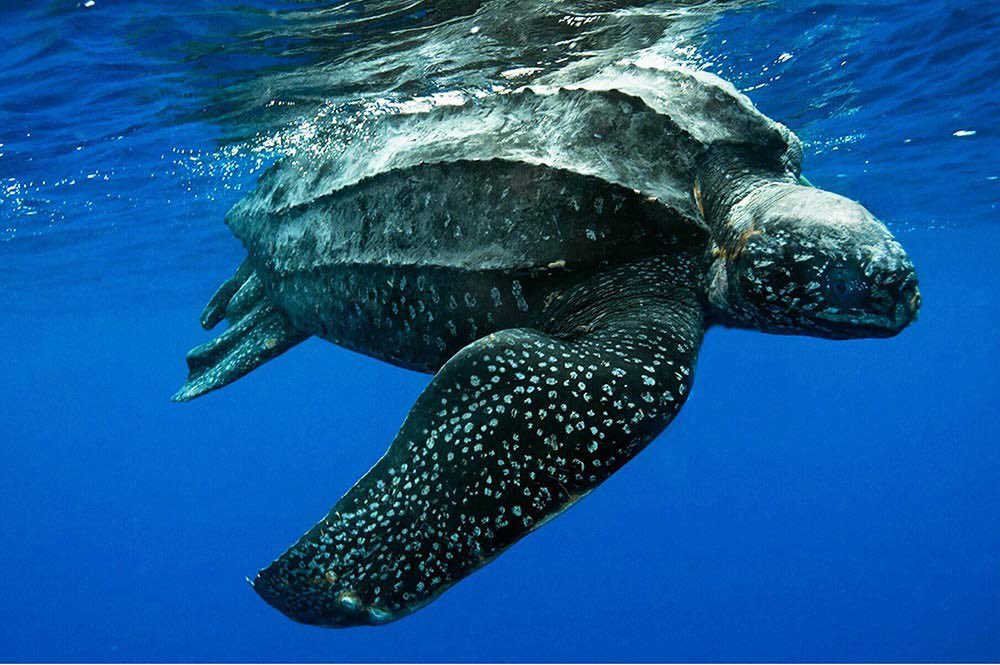 JaquesBoregard's tweet photo. La tortue luth est magnifique de l’extérieur, mais sa bouche est digne d’un film d’horreur, ses épines lui servent à capturer et déchiqueter les méduses , principales sources de son alimentation ! https://t.co/hGDJAIqcXe