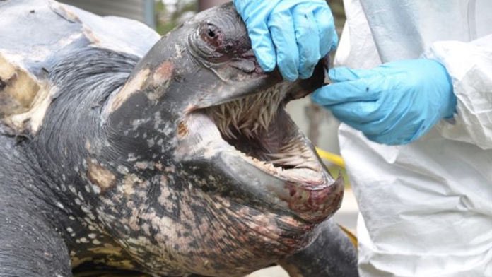 JaquesBoregard's tweet photo. La tortue luth est magnifique de l’extérieur, mais sa bouche est digne d’un film d’horreur, ses épines lui servent à capturer et déchiqueter les méduses , principales sources de son alimentation ! https://t.co/hGDJAIqcXe