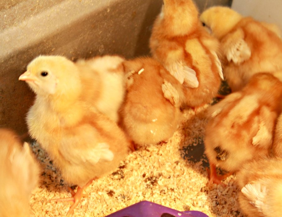 MomThirty's tweet photo. This is the perfect time to learn how you can raise your own chickens, even in the city. You will not believe how easy it is until you read this post -https://t.co/BdCLL5IxFS
@theisenstores #Egg #SpringatTheisens #UrbanChickens #BackyardChickens #Chickens #Homestead #farm #AD https://t.co/FgdpsuZAYR