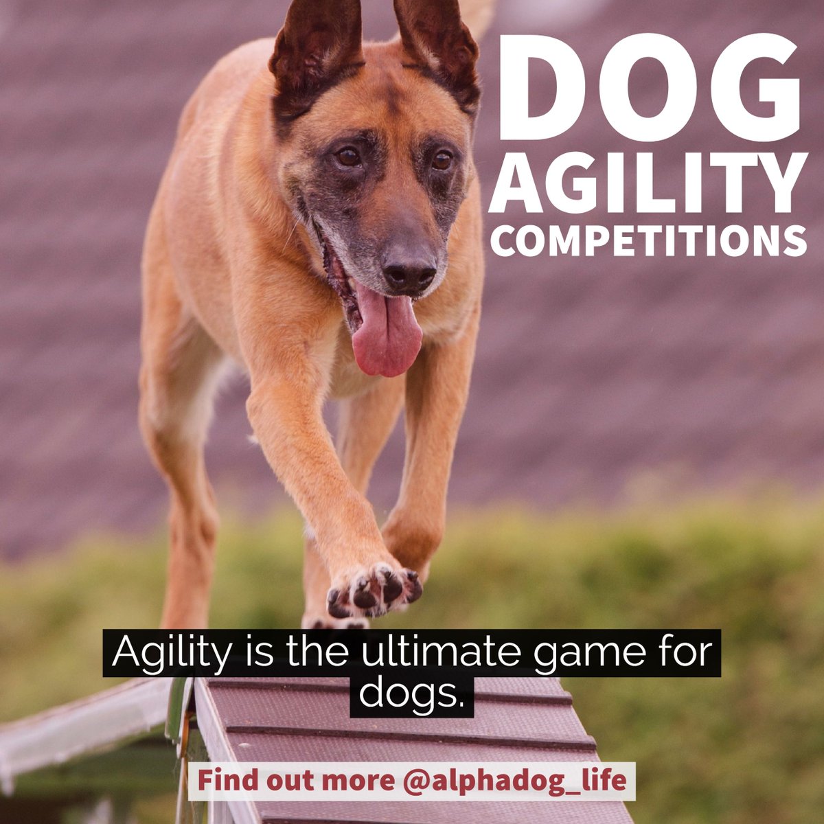AlphaDog_Life's tweet photo. Agility: Canine Game of Life
Read about it at https://t.co/oVhbWUQtwI

AlphaDog Life https://t.co/cfJ4kL6Xcg 
Advanced Dog Nutrition
The world's first nootropic dog nutritional supplements. 

#alphadog #alphadoglife #caninenutrition #caninescience #nootropics #dognutrition https://t.co/kU5xceowHA