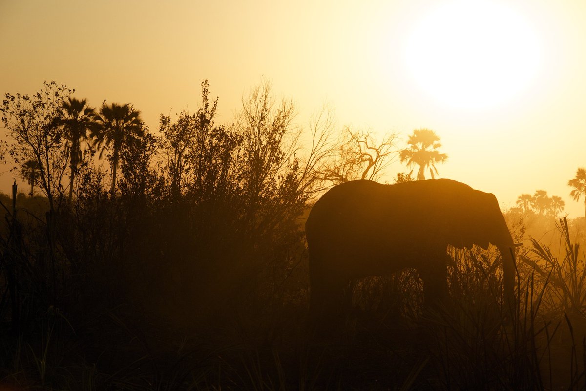 Altera_Mag's tweet photo. Read a sneak peak of our first issue feature 'Exploring the Okavango Delta' with @andbeyondtravel 

https://t.co/VDo3UjjQUL https://t.co/Qk56XQR2wY