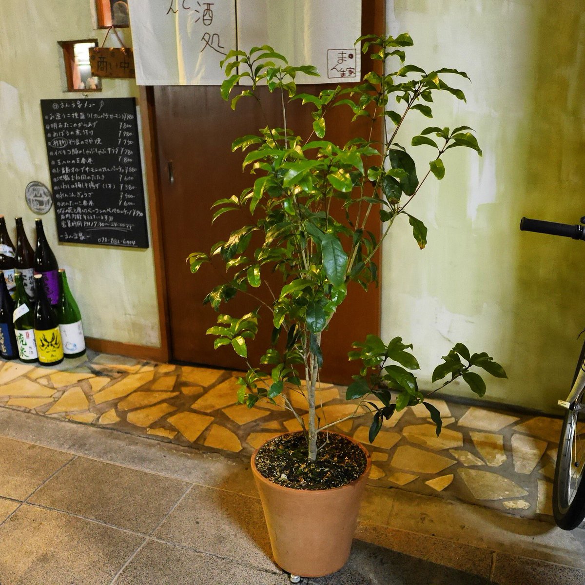 Manmayana 急成長にびっくり 金木犀 急成長