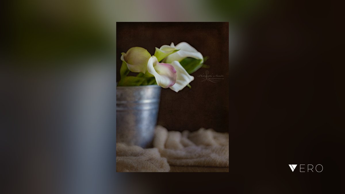 BeechTreePhotog's tweet image. I love the soft curves and delicate color blends these Calla lilies
.
.
.
.
.
.
#easyart#artprints#walldecor#artforthewall#interiors #floral #floralphotography #flowers #flowersofinstagram #nature#tothetrade#naturephotography#flowerphoto… @VeroTrueSocial