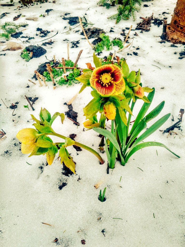 ScottatEmpyrean's tweet photo. Lenten roses are tough lil buggers. #MondayMotivation #morespringplease #LdnOnt https://t.co/9OCjsaPqJq