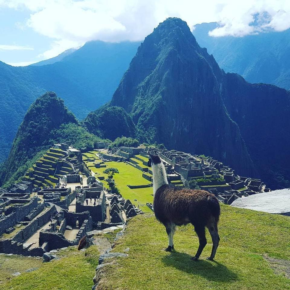PrehistoricMojo's tweet photo. Machu Picchu (Peru) & a strange cow. No, wait, it's a sheep, with a long neck. Or maybe a donkey? Something furry ... #keeperofthegate #lama #MachuPicchu https://t.co/5SoubzjqQU