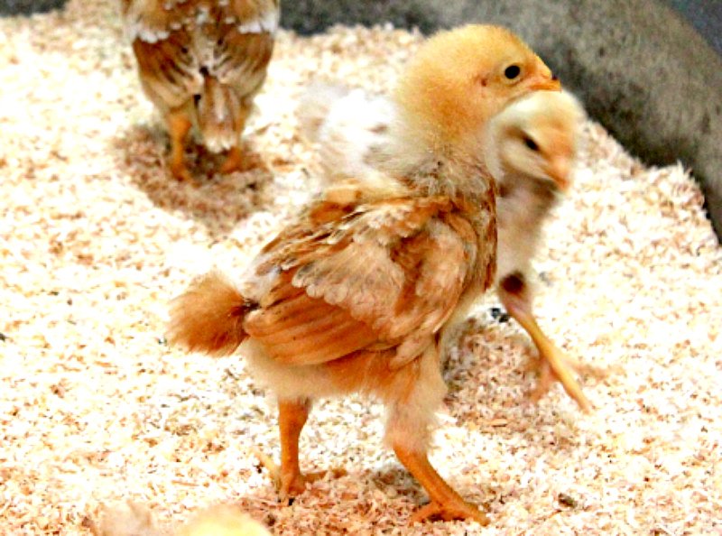 MomThirty's tweet photo. Have you ever thought about Raising Urban Chickens? Wake up to fresh eggs & enjoy the #homesteading life!
With these tips, the dream can be your reality! @theisenstores https://t.co/BdCLL5IxFS
#SpringatTheisens #UrbanChickens #BackyardChickens #Chickens #Homestead #farm #AD https://t.co/Zhlkhw4PlU