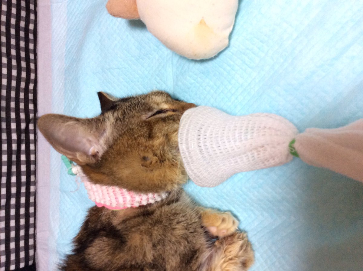 食道チューブ - Twitter Search