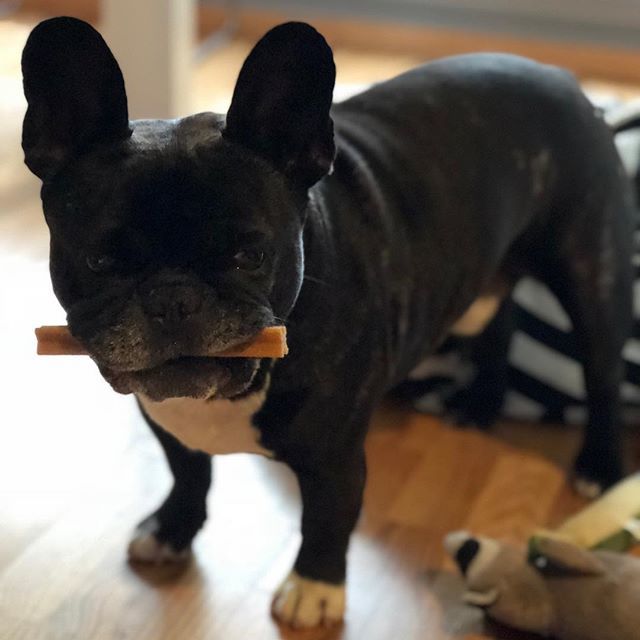 BeDogMyFriend's tweet photo. Lunes y llueve,una chuche hace que se me pase el mal humor...
.
#mondaymood #doglover #frenchieoftheday #styledog #dogstyle .
Monday and it's raining, a candy makes my bad mood go by ... https://t.co/NwjcEwI7zC https://t.co/PUKy5dpjEo