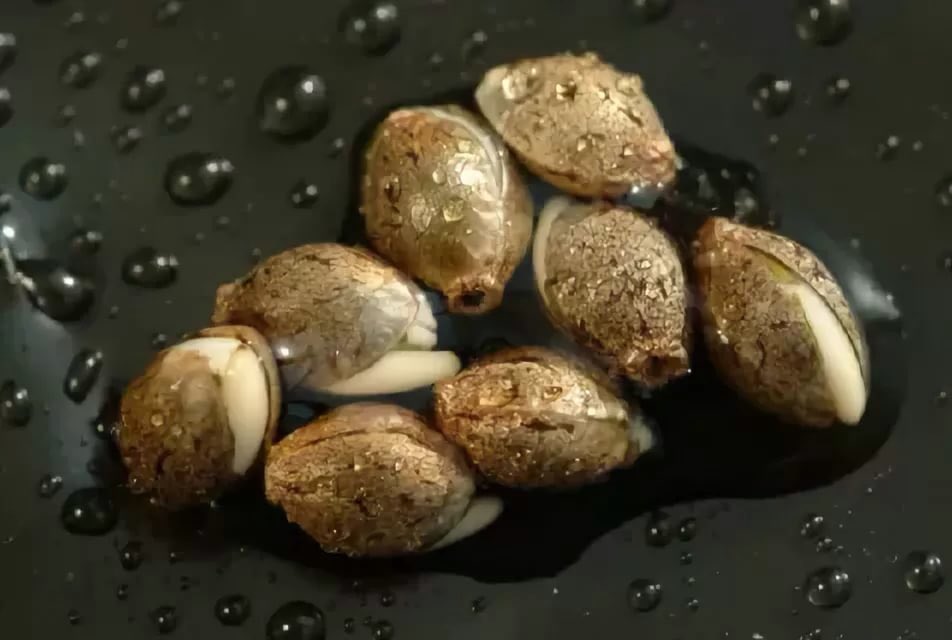 Как проращивать семена конопли конопля без содержания тгк