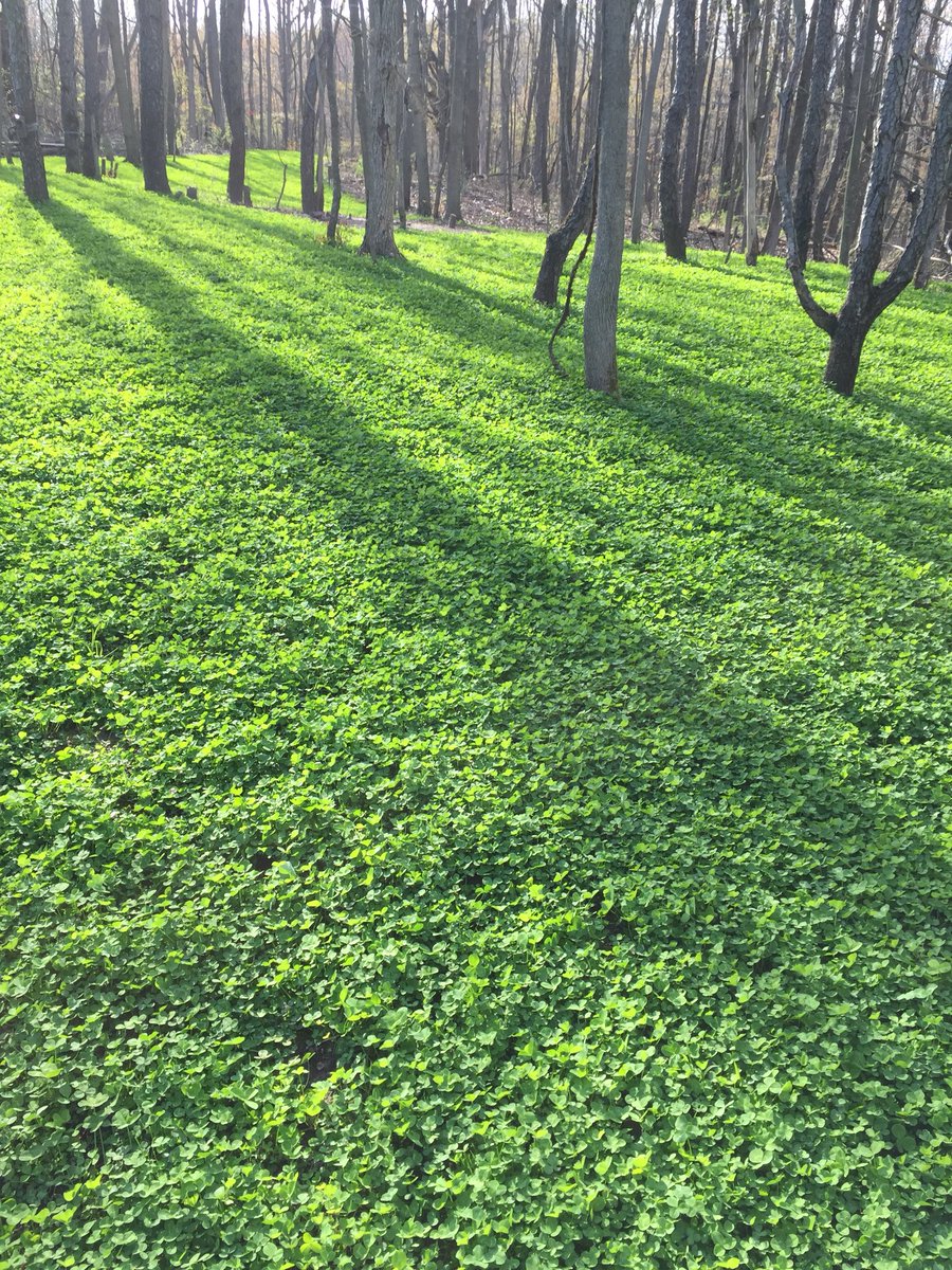 Made through Ice storm over weekend, looking forward to the warmup now.