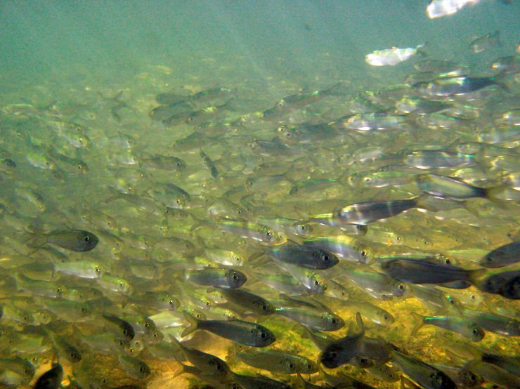NOAAHabitat's tweet photo. We’re celebrating fish migration leading up to #WorldFishMigrationDay on April 21 @fishmigration. Follow us to learn more about fish that migrate and what NOAA does to help them along their journeys. https://t.co/vNMuB9n4fE