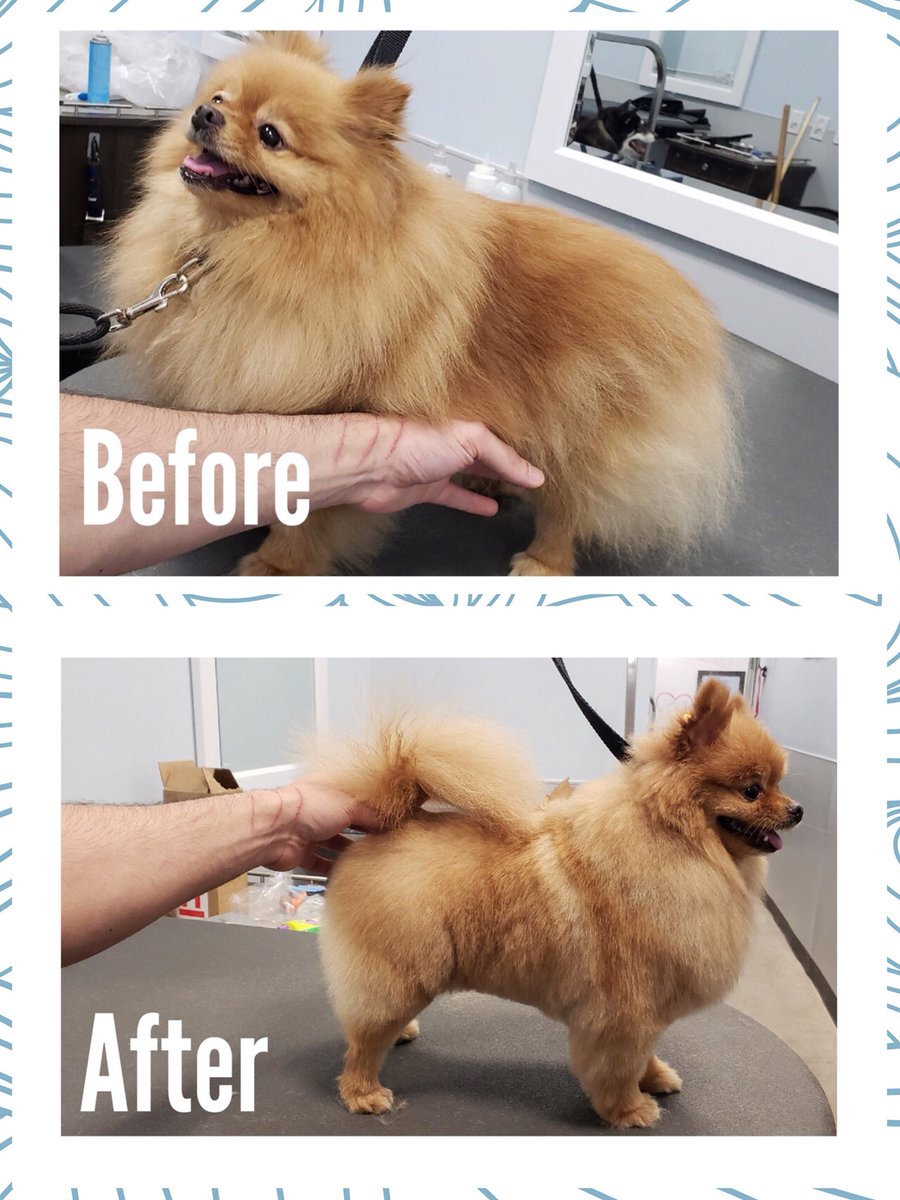 Gypsy is loving her cut by Nelson✂️🐶. #sissorwork #grooming #petsmart #thegroomery #thegroomerynyc #nyc #pomeranian #petsmartgrooming #groomingsalon #doggrooming #upperwestsidenyc #petsmartgroomer #groomingstyle